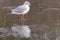 A gull standing on ice at the Ornamental Lake on Southampton Common