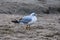 Gull standing on the sand close up