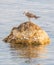 Gull standing on a Stone