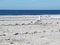 A gull struts on the beach on a sunny day in August in Long Beach