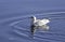 Gull Swimming Calm Waters