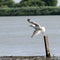 Gull taking flight from a wooden pile