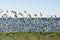 Gull and tern flock,