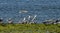 Gull and tern flock,