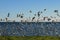 Gull and tern flock,