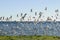 Gull and tern flock,