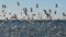 Gull and tern flock,