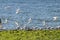 Gull and tern flock,