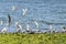 Gull and tern flock,