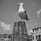 Gull on the top of mooring pole in Venice