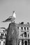 Gull on the top of wooden mooring pole in Venice