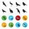 Gull, toucan and other species. Birds set collection icons in black,flet style vector symbol stock illustration web.