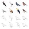 Gull, toucan and other species. Birds set collection icons in cartoon,outline style vector symbol stock illustration web