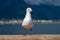 Gull unspoiled nature of South Africa