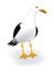 Gull vector Short tailed albatross Sea beach fauna Seagull bird with black and white plumage cartoon character Sea life theme