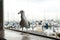 Gull walk on Pier 39 in San Francisco