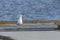 Gull walks on dock.