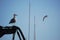 Gull watching in a boat