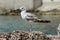 Gull watching the sea