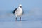 Gull in the water. Still water surface with bird. Laughing Gull, Leucophaeus atricilla, sitting on the stick, with clear blue back