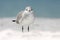 Gull in the water. Still water surface with bird. Laughing Gull, Leucophaeus atricilla, sitting on the stick, with clear blue back