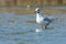 Gull on the west coast,Halland,Varberg, Sweden