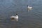 A gull with white body, grey head and pink beak sits on calm surface of pond water, another gull of the same color sits diagonally