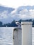 Gull on white pole at lake