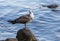 Gull in white speck stands on a wet stone against the blue water of the sea