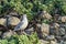 Gulls of Alcatraz