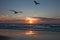 Gulls on the background of the sunset, the shore of the northern sea. Netherlands. Travels