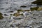 Gulls at the beach