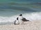 Gulls on the beach