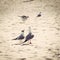 Gulls on the beach, close up