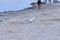 Gulls on the beach. A seagull bird is walking on the beach. Many gulls walk along the sand on the beach near the sea. Evening beac