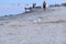 Gulls on the beach. A seagull bird is walking on the beach. Many gulls walk along the sand on the beach near the sea. Evening beac