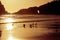 Gulls on the Beach at Sunset