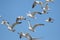 Gulls in a blue sky