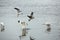 Gulls chasing an ibis with a crayfish in its bill, Florida.