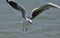 Gulls, or colloquially seagulls,bird