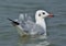 Gulls, or colloquially seagulls,bird