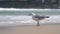 Gulls, or colloquially Seagulls on a sandy beach.