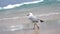 Gulls, or colloquially Seagulls on a sandy beach.