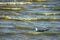 Gulls cormorants fly over raging blue sea, storm background