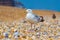 Gulls at Deal beach English Channel UK