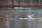 Gulls on a drifting ice floe