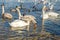 Gulls, ducks and swans