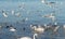 Gulls, ducks and swans