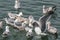 Gulls in Feeding Frenzy 02