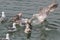 Gulls in Feeding Frenzy 03